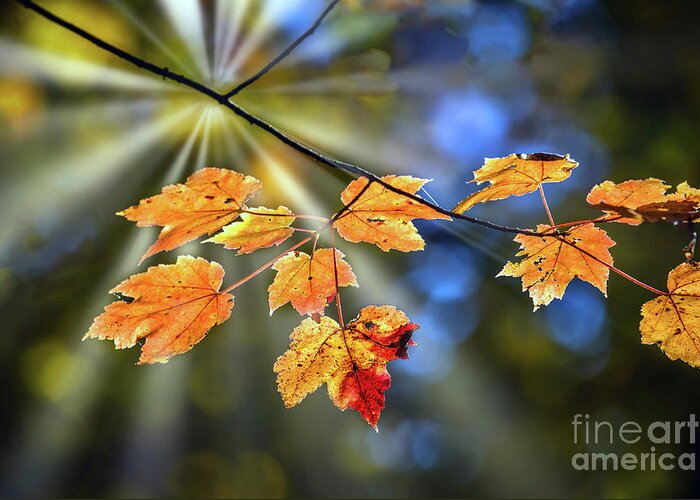 Maple Leaves Greeting Card featuring the photograph Maple leaves in Autumn on a tree branch illuminated by a sunburs by Patrick Wolf