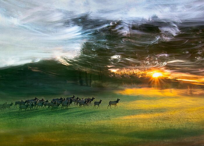 Elk Greeting Card featuring the photograph Marching Into Beauty by Shenshen Dou