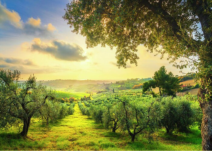 Olive Greeting Card featuring the photograph Maremma countryside panorama and olive trees on sunset. Casale M by Stefano Orazzini