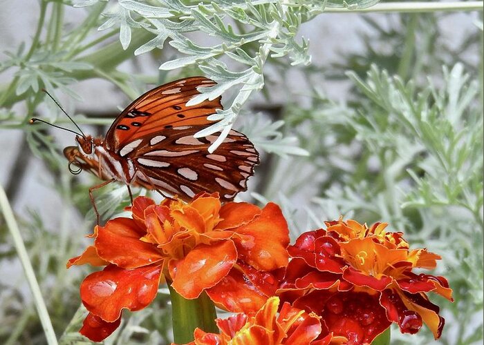 Marigold Butterfly Greeting Card featuring the photograph Marigold Butterfly by Kathy Ozzard Chism