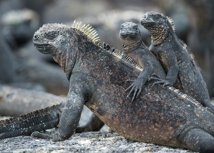 Animal Greeting Card featuring the photograph Marine Iguana And Juveniles Basking by Tui De Roy
