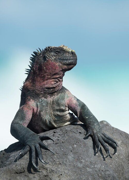 Animals Greeting Card featuring the photograph Marine Iguana Basking by Tui De Roy
