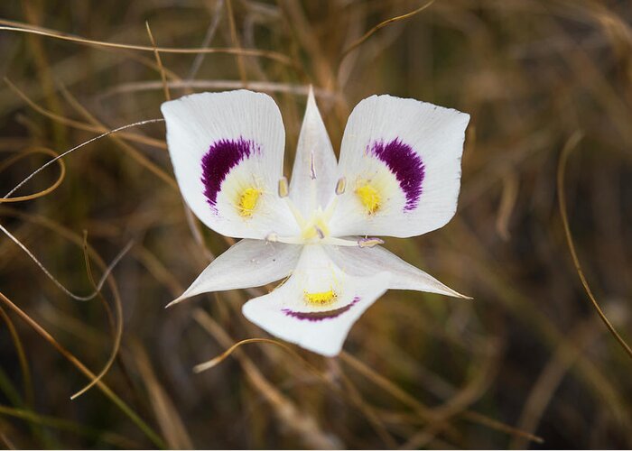 Mariposa Lily Greeting Card featuring the photograph Mariposa Lily by Brenda Petrella Photography Llc