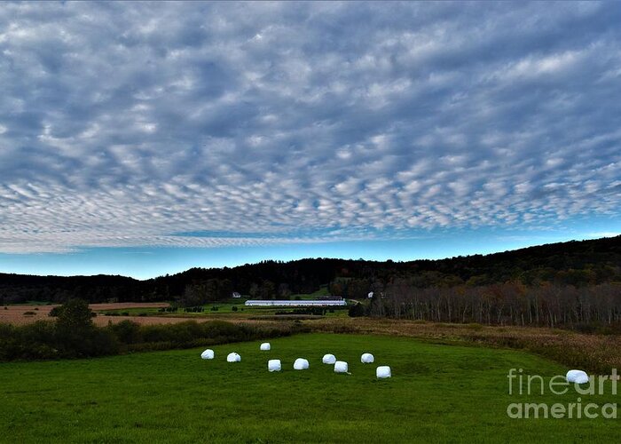 Autumn Greeting Card featuring the photograph Marshmallow Field by Dani McEvoy