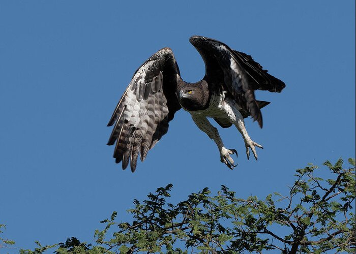 Martial Greeting Card featuring the photograph Martial Eagle by Patrick Nowotny