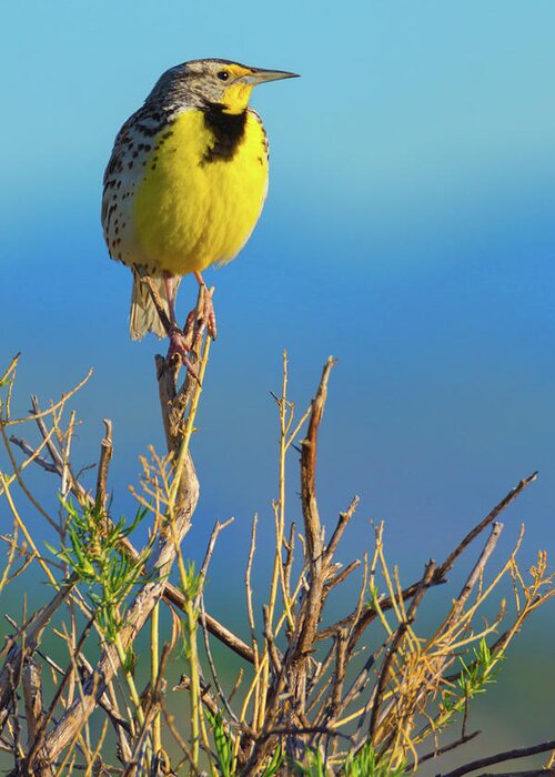 Colorado Greeting Card featuring the photograph Meadowlark by John De Bord