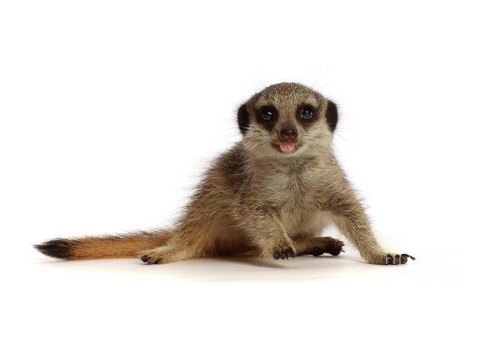 Young Meerkat Greeting Card featuring the photograph Meerkat Bad Manners by Warren Photographic