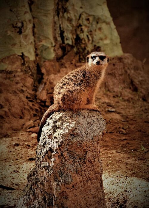 Meerkat Greeting Card featuring the photograph Meerkat by Lucie Dumas