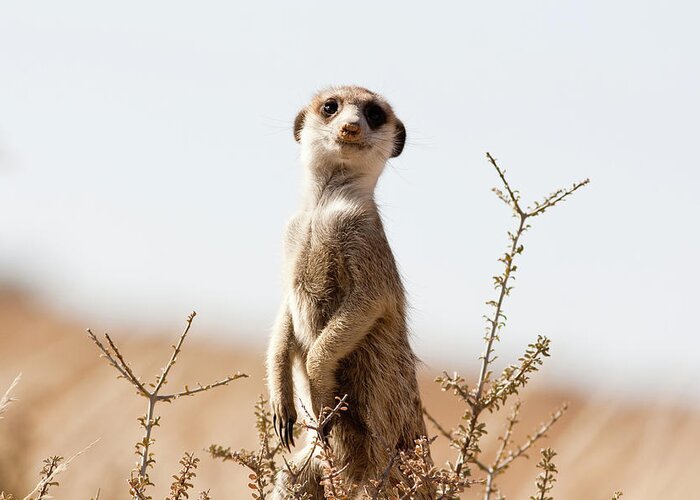 One Animal Greeting Card featuring the photograph Meerkat On The Lookout by Skilpad