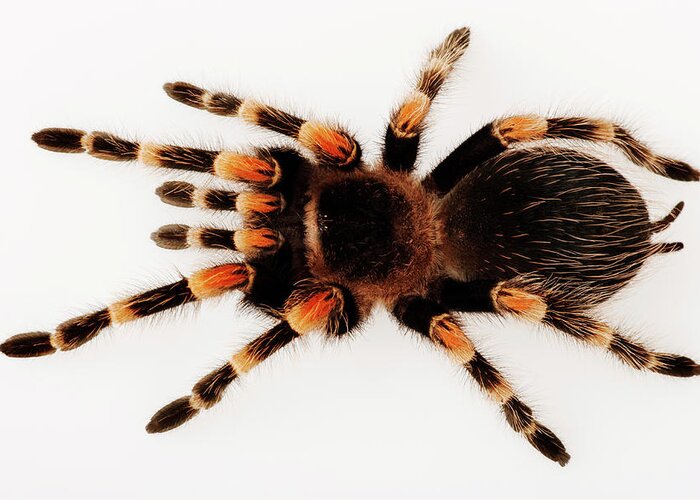 White Background Greeting Card featuring the photograph Mexican Redknee Tarantula Brachypelma by Martin Harvey
