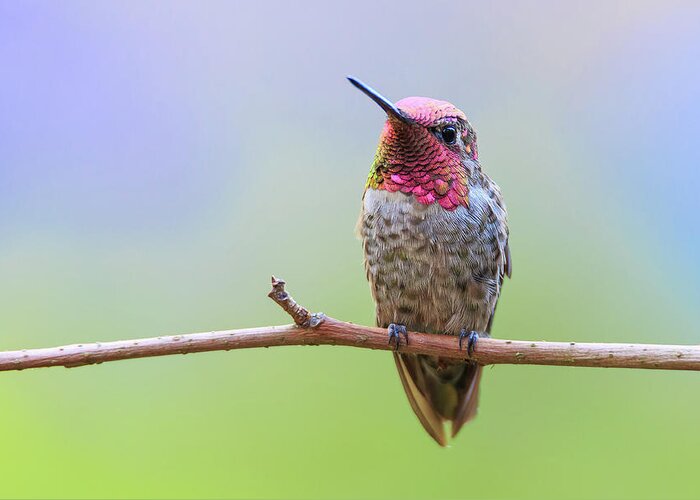 Animal Greeting Card featuring the photograph Midsummer Night's Dream III - Male Anna's Hummingbird by Briand Sanderson