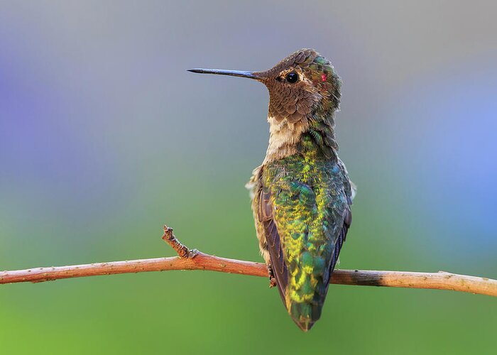 Animal Greeting Card featuring the photograph Midsummer Night's Dream V - Male Anna's Hummingbird by Briand Sanderson