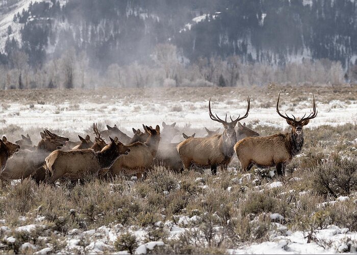 Elk Bull Animals Wildlife Antlers Grand Teton National Park Rut Hunt Greeting Card featuring the photograph Migrating Elk by Ronnie And Frances Howard