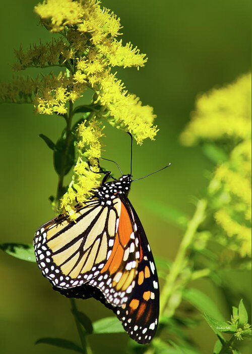 Monarch Butterfly Greeting Card featuring the photograph Migrating Monarch Butterfly by Christina Rollo
