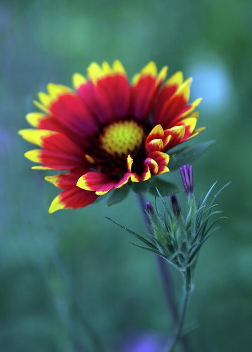 Indian Blanket Flower Greeting Card featuring the photograph Firewheel by Jessica Jenney