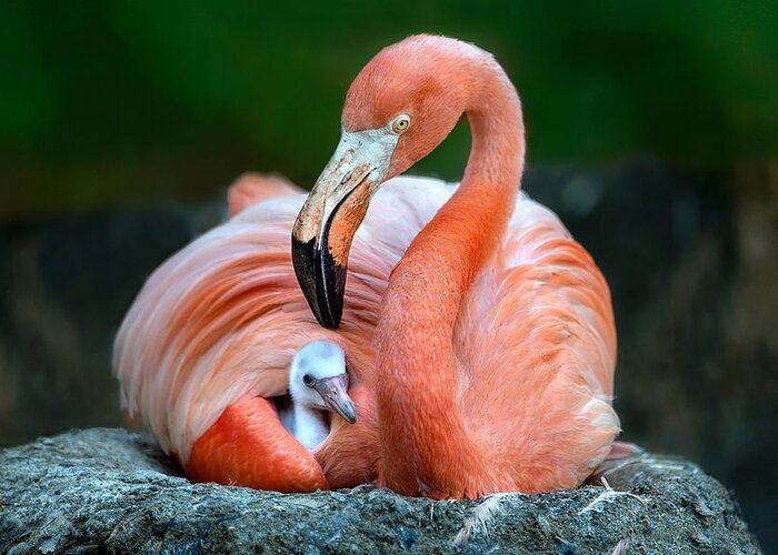 Flamingo Greeting Card featuring the photograph Mom Flamingo With Chick by Xavier Ortega