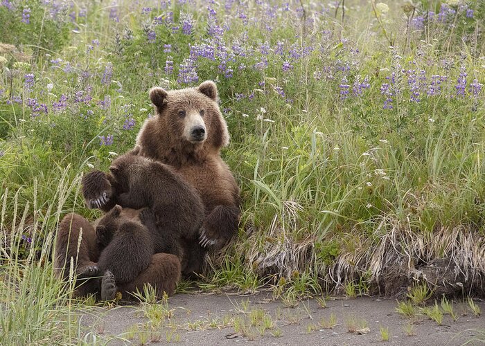 Bear Greeting Card featuring the photograph Momma Bear Nursing In The Lupines by Linda D Lester