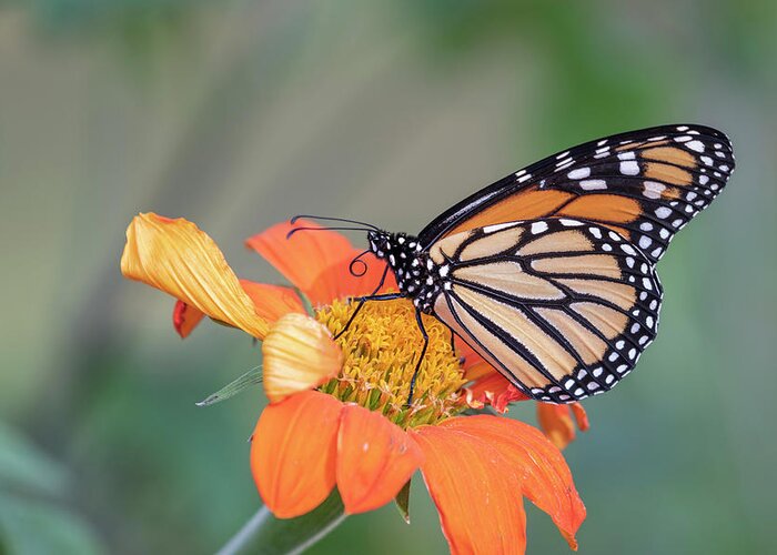 Monarch Butterfly Greeting Card featuring the photograph Monarch 2018-30 by Thomas Young