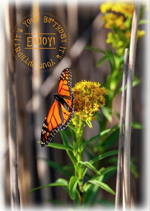 Monarch Greeting Card featuring the photograph Monarch Birthday Card by Cathy Kovarik