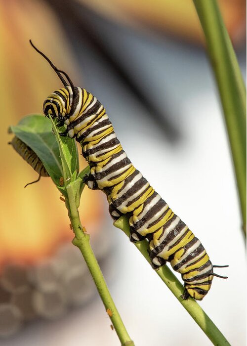 Monarch Greeting Card featuring the photograph Monarch Butterfly Caterpillar by Minnie Gallman