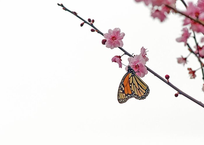 Animal Themes Greeting Card featuring the photograph Monarch Butterfly On Cherry Blossom by @niladri Nath