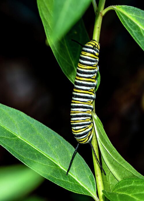 Caterpillar Greeting Card featuring the photograph Monarch Caterpillar 4002 by Cathy Kovarik