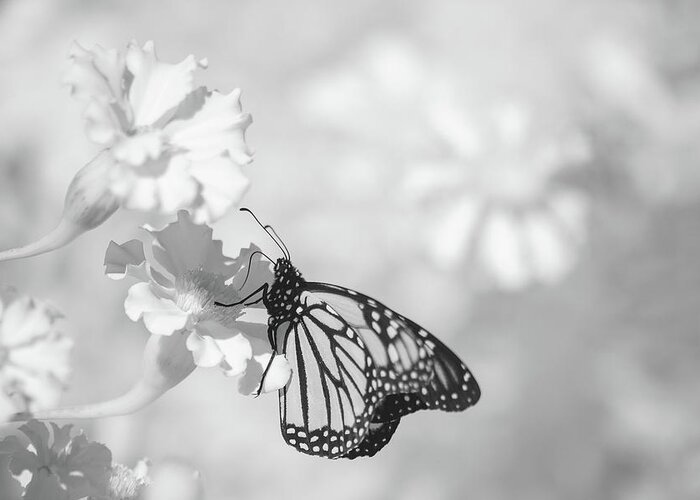 Butterfly Butterflies Insect Close-up Closeup Close Up Ir Infra Red Infrared 720nm 720 Nm Nanometer Ma Mass Massachusetts New England Newengland U.s.a. Usa Brian Hale Brianhalephoto Fineart Fine Art Outside Outdoors Nature Natural Wild Life Wildlife Wings Monarch Black & White B&w N Flower Flowers Garden Greeting Card featuring the photograph Monarch in Infrared by Brian Hale