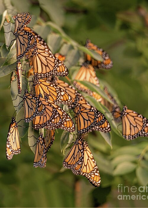 Monarch Greeting Card featuring the photograph Monarch Migration by Amfmgirl Photography