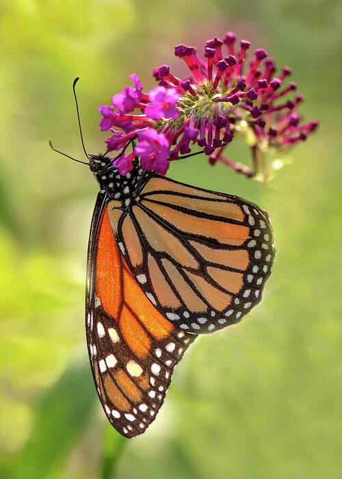 Monarch Greeting Card featuring the photograph Monarch by Minnie Gallman