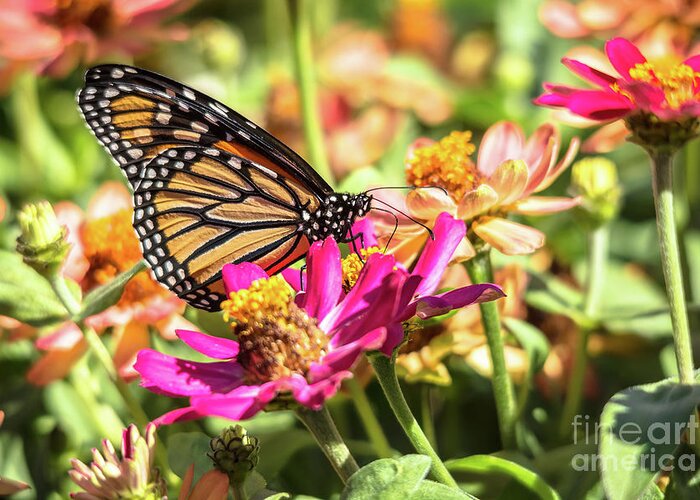 Cheryl Baxter Photography Greeting Card featuring the photograph Monarch Perfection by Cheryl Baxter
