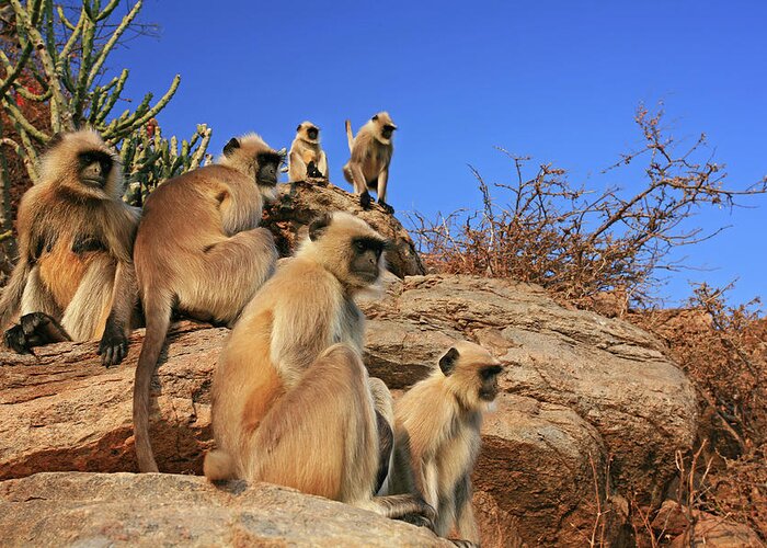 Animal Themes Greeting Card featuring the photograph Monkey Family by Kampee Patisena