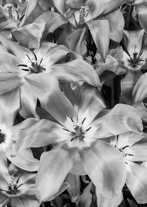 Tulip Greeting Card featuring the photograph Monochrome Tulips by Lynn Davis