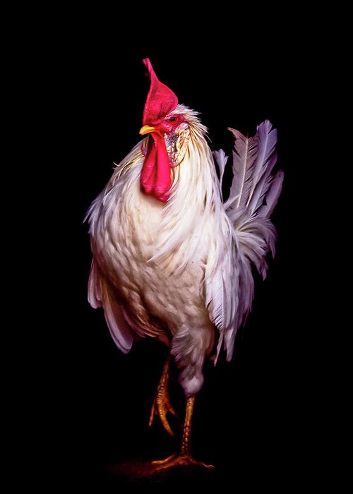 Rooster Greeting Card featuring the photograph Monsieur Le Coq by Maggie Terlecki