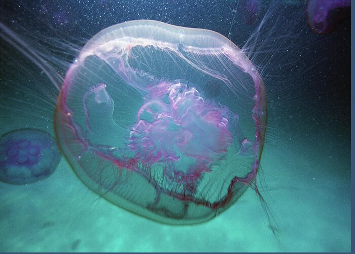 Underwater Greeting Card featuring the photograph Moon Jellyfish Aurelia Aurita by Karan Kapoor