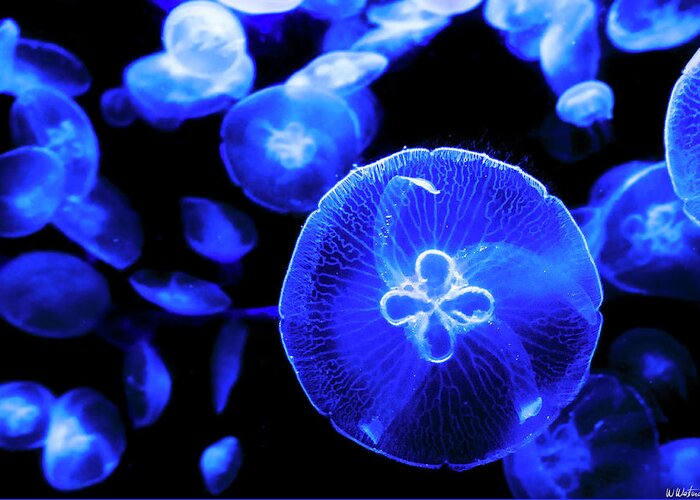 Jellyfish Greeting Card featuring the photograph Moon Jellyfish closer by Weston Westmoreland