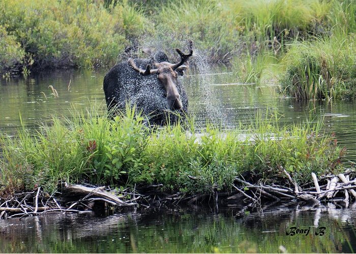 Moose Greeting Card featuring the photograph Moose, Bathing by Bearj B Photo Art