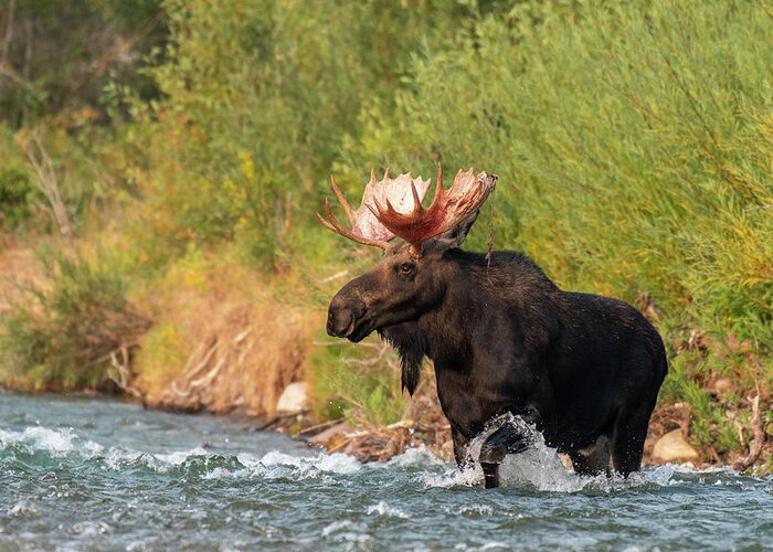 River Greeting Card featuring the photograph Moose crossing by Mary Hone