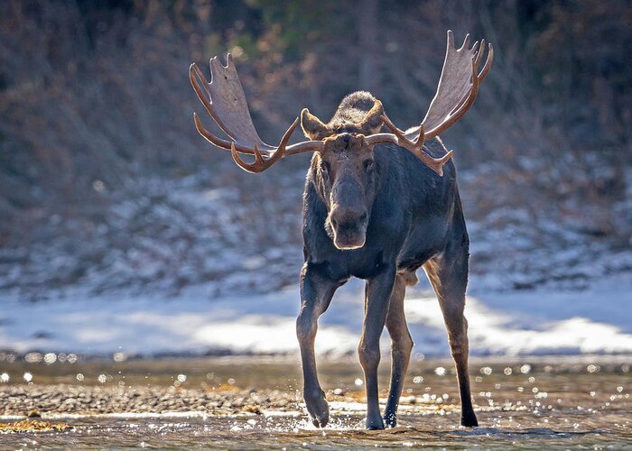 Moose Greeting Card featuring the photograph Moose on the Loose by Jack Bell