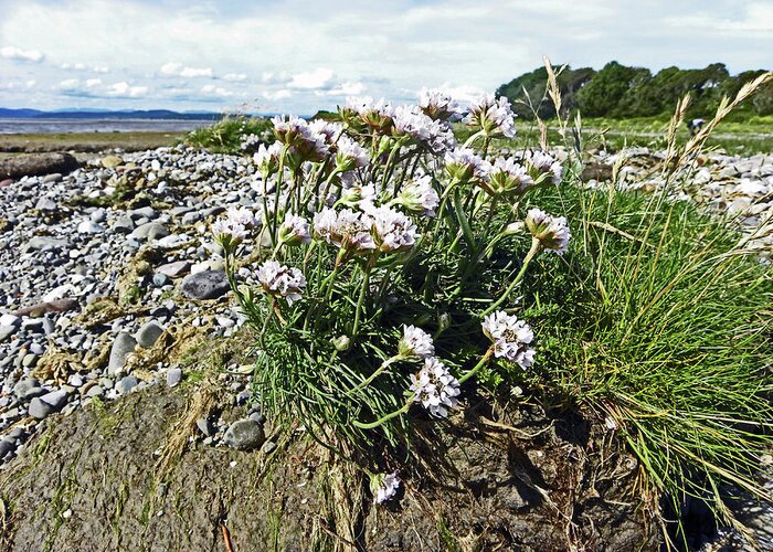 Morecambe Greeting Card featuring the photograph MORECAMBE. Hest Bank. Sea Thrift. by Lachlan Main