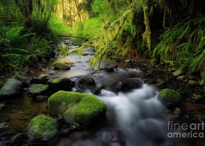 Creek Greeting Card featuring the photograph Morning Walk In The Creek by Masako Metz