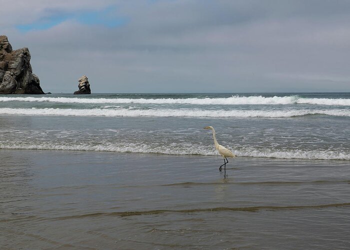 Egret Greeting Card featuring the photograph Morro Bay Egret by Patricia Dennis