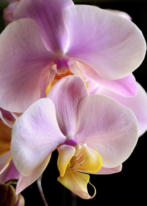 Phalaenopsis Greeting Card featuring the photograph Moth Orchids Sitting Near The Window by Angie Tirado