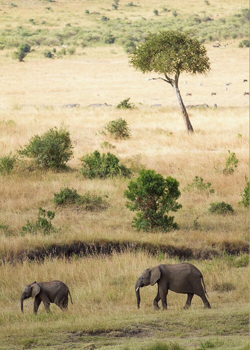 Kenya Greeting Card featuring the photograph Mother And Baby Elephant In Savanna by Universal Stopping Point Photography