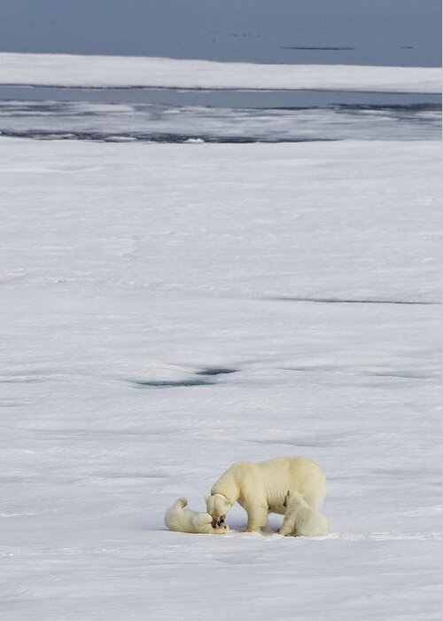 Bear Cub Greeting Card featuring the photograph Mother Polar Bear And Two Cubs by A Gandola