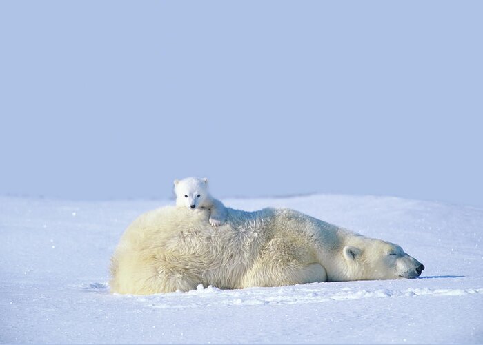 Bear Cub Greeting Card featuring the photograph Mother Polar Bear With Cub, Lying On by Art Wolfe