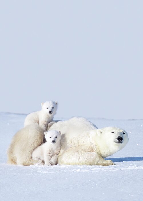 Bear Cub Greeting Card featuring the photograph Mother Polar Bear With Cubs, Canada by Art Wolfe