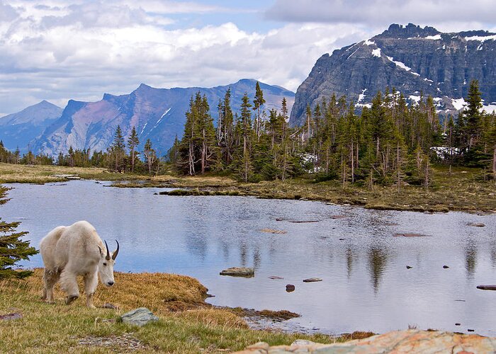 Scenics Greeting Card featuring the photograph Mountain Goat by Wweagle
