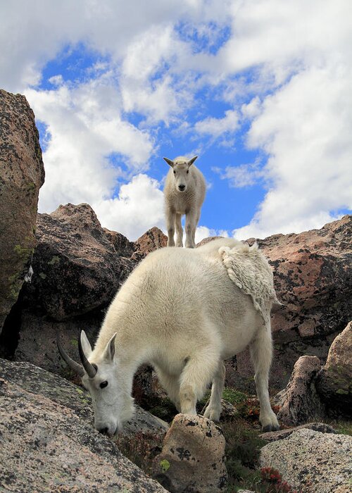 Animals In The Wild Greeting Card featuring the photograph Mountain Goats Oreamnos Americanus by John Kieffer