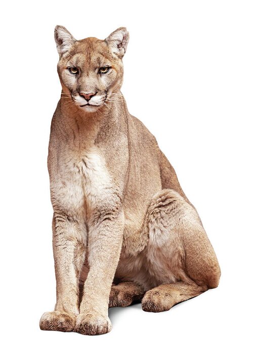 Mountain Lion Greeting Card featuring the photograph Mountain Lion Named Sierra by Good Focused