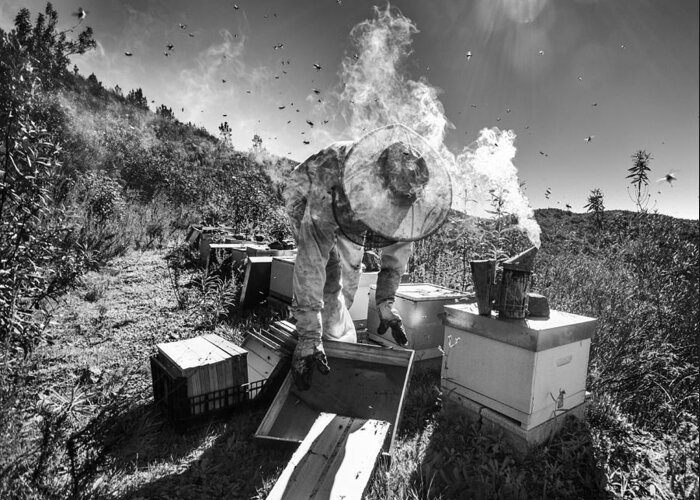 Documentary Greeting Card featuring the photograph Mountain Of Honey by Agostinho Teixeira